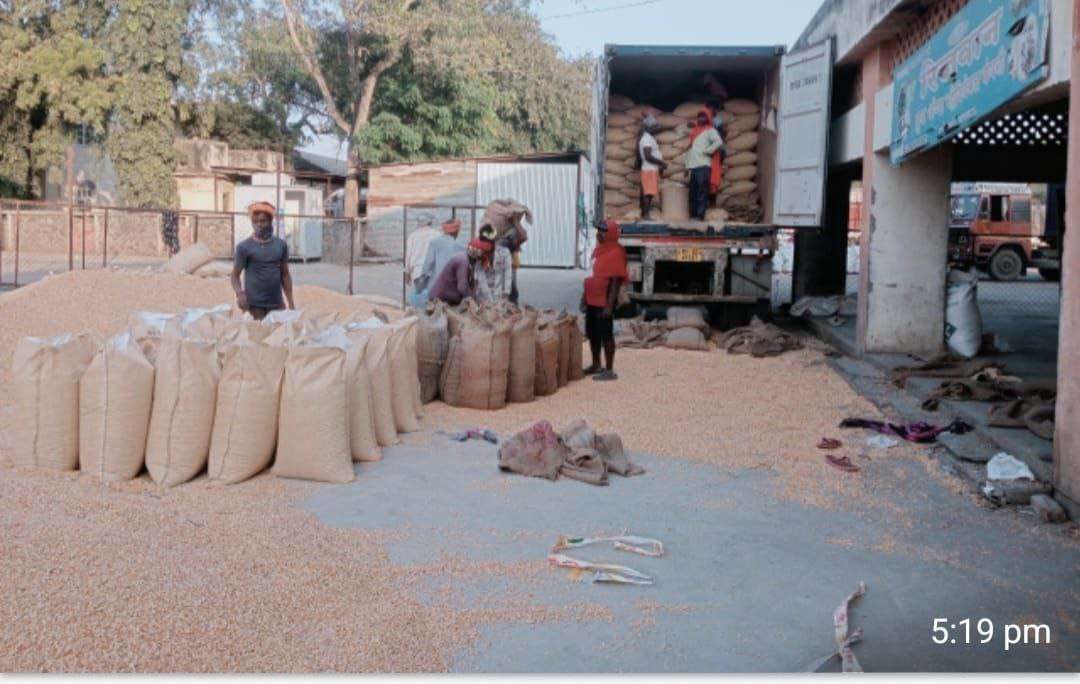 लासलगाव बाजार समितीतुन मक्याची मक्याची परदेशवारी… व्हिएतनामसाठी मका कंटेनर्स रवाना