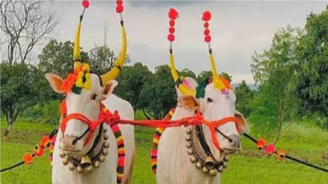 पोळा सण: बैलांच्या ऋणानुबंधांचा कृतज्ञतेचा महोत्सव